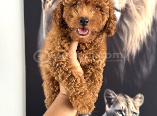 En Tatlı Toy Poodle Yavrularımız Için Arayabilirsiniz