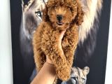 En Tatlı Toy Poodle Yavrularımız Için Arayabilirsiniz