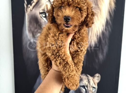 En Tatlı Toy Poodle Yavrularımız Için Arayabilirsiniz görsel