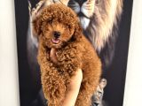 En Tatlı Toy Poodle Yavrularımız Için Arayabilirsiniz