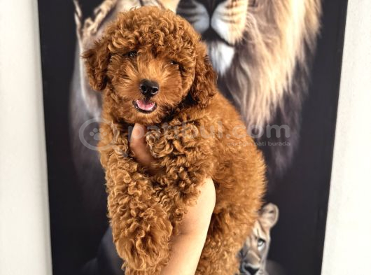En Tatlı Toy Poodle Yavrularımız Için Arayabilirsiniz görsel