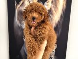 En Tatlı Toy Poodle Yavrularımız Için Arayabilirsiniz