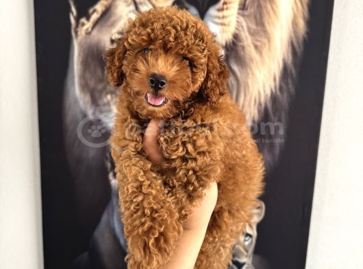 En Tatlı Toy Poodle Yavrularımız Için Arayabilirsiniz görsel
