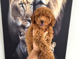 En Tatlı Toy Poodle Yavrularımız Için Arayabilirsiniz
