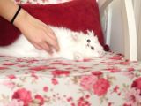 Sevgi Yumağı Cimcime Bir Kız