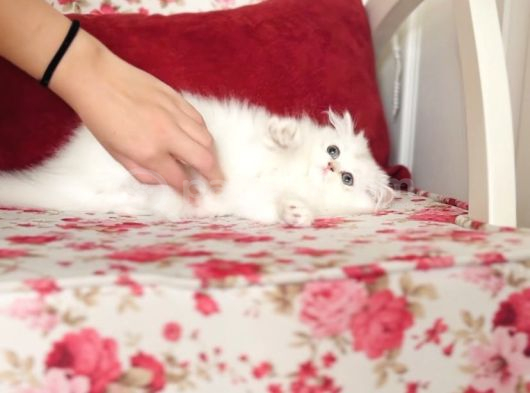Sevgi Yumağı Cimcime Bir Kız görsel