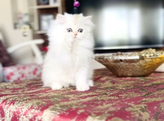 Sevgi Yumağı Cimcime Bir Kız görsel