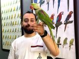 EVCİL EĞİTİMLİ HALKALI ALEXANDER İSKENDER PAPAĞANI