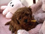 RED BROWN TOY POODLE BEBEKLER