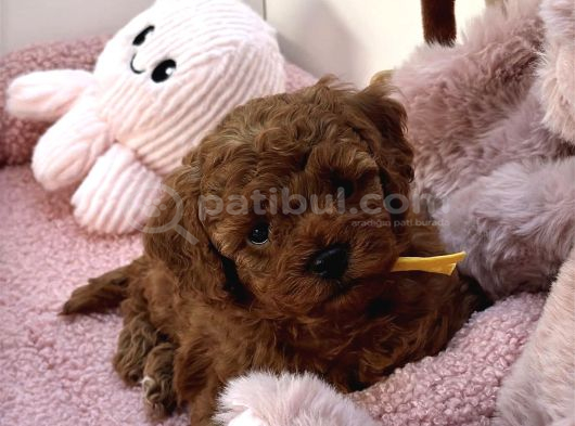 RED BROWN TOY POODLE BEBEKLER