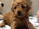 Yeni̇ Evi̇ni̇ Bekleyen Toy Poodle Bebekler