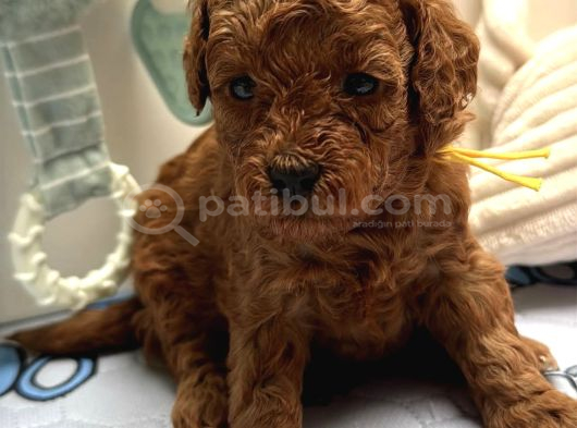 YENİ EVİNİ BEKLEYEN TOY POODLE BEBEKLER