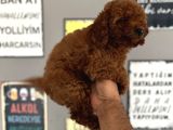 Toypoddle