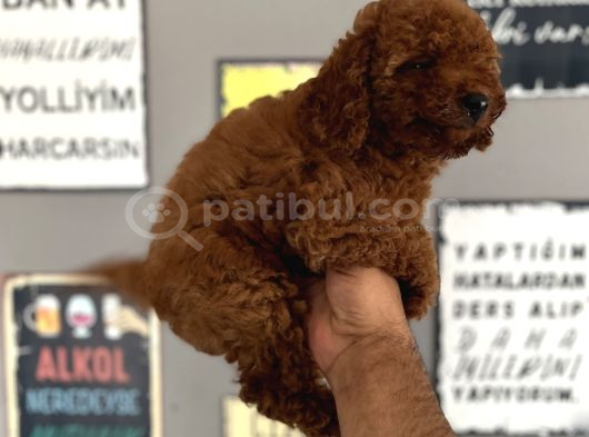 Toypoddle görsel