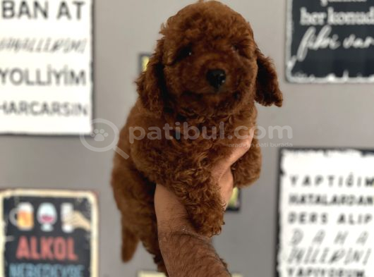 Toypoddle görsel