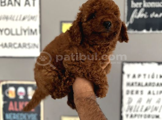 Toypoddle görsel