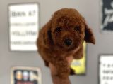 Toypoddle