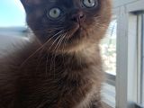 Çikolata British Shorthair Yavruya Yuva