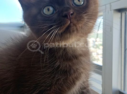 Çikolata British Shorthair Yavruya Yuva görsel
