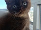 Çikolata British Shorthair yavruya yuva