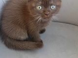 Çikolata British Shorthair Yavruya Yuva