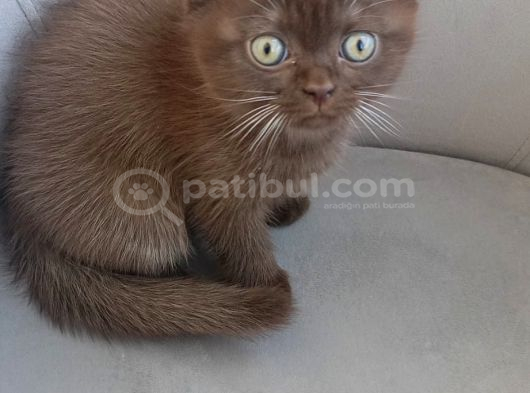 Çikolata British Shorthair Yavruya Yuva görsel