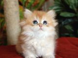 Munchkin Cüce Prenses