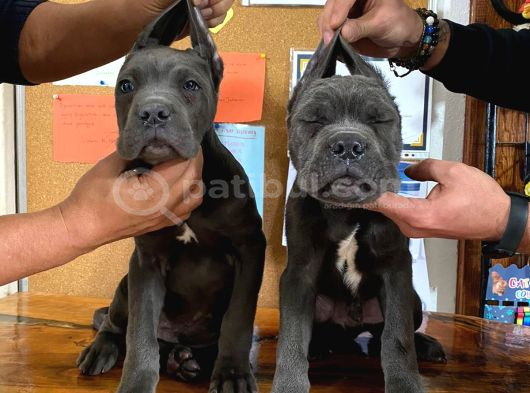 Orijinal Irk Cane Corso  Veteriner Onaylı ve Sağlıklı