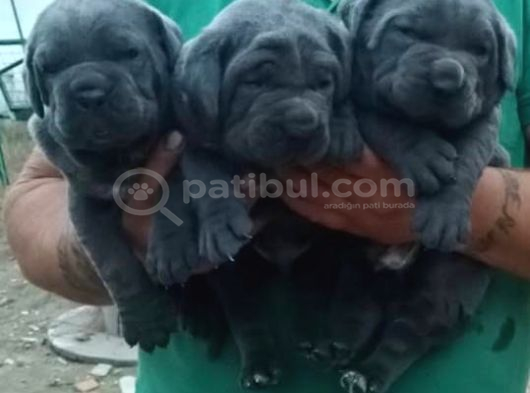 Orijinal Irk Cane Corso  Veteriner Onaylı Ve Sağlıklı görsel