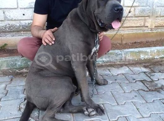 Orijinal Irk Cane Corso  Veteriner Onaylı Ve Sağlıklı görsel