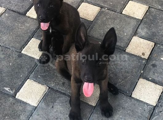 Yurtdışı Kan Hattı Koyu Maskeli Belçika Malinois Yavrulqr