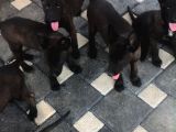 Yurtdışı Kan Hattı Koyu Maskeli Belçika Malinois Yavrulqr