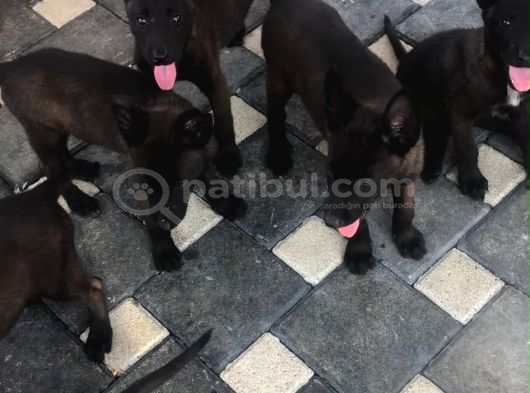 Yurtdışı Kan Hattı Koyu Maskeli Belçika Malinois Yavrulqr görsel
