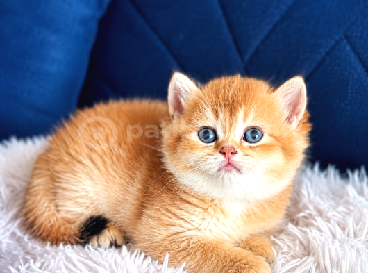 Saf Kan British Shorthair Ve Longhair Golden görsel