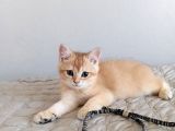British Shorthair Golden Ny 11
