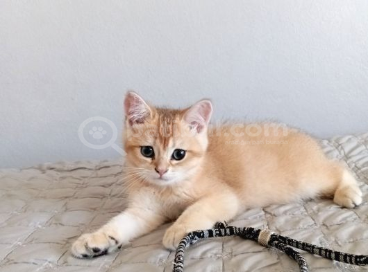 British Shorthair Golden Ny 11 görsel