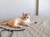 British Shorthair Golden Ny 11