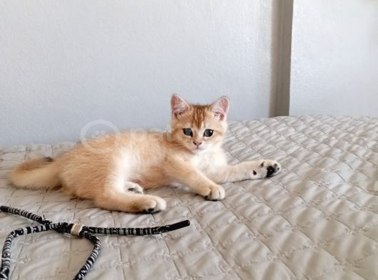 British Shorthair Golden Ny 11 görsel