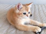 British Shorthair Golden Ny 11