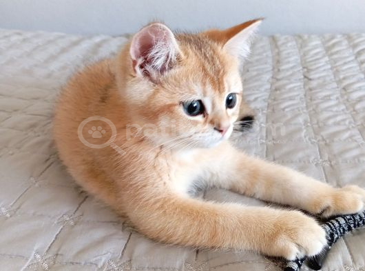 British Shorthair Golden Ny 11 görsel