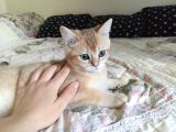 British Shorthair Golden Ny 11