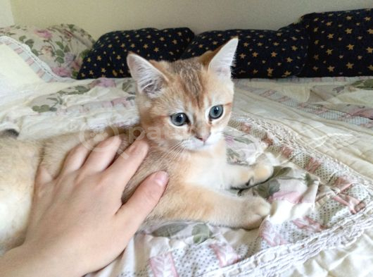 British Shorthair Golden Ny 11 görsel