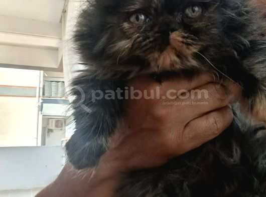 İran Bebi̇şleri̇mi̇z Burda Bakmadan Geçmeyi̇n görsel