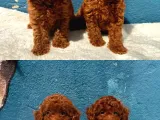 Denizli Poodle Evinden Oyuncak Boy Poodle Bebekler