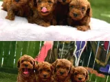 Denizli Poodle Evinden Oyuncak Boy Poodle Bebekler
