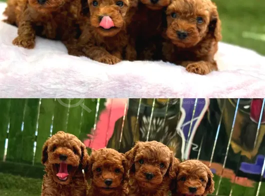 Denizli Poodle Evinden Oyuncak Boy Poodle Bebekler görsel