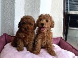 Denizli Poodle Evinden Oyuncak Boy Poodle Bebekler
