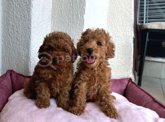 Denizli Poodle Evinden Oyuncak Boy Poodle Bebekler görsel