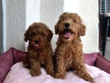 Denizli poodle evinden oyuncak boy poodle bebekler