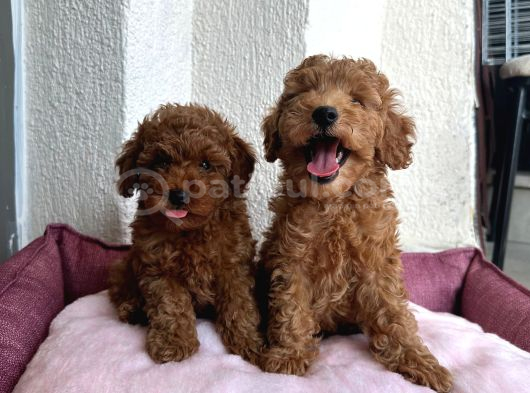 Denizli Poodle Evinden Oyuncak Boy Poodle Bebekler